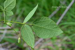 Rhynchosia rufescens